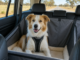 Pup in car 1